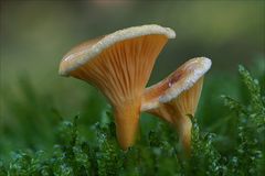 Falscher Pfifferling (Hygrophoropsis aurantiaca)