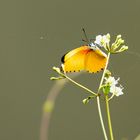 Falscher Punktrandfalter (Belenois thysa)