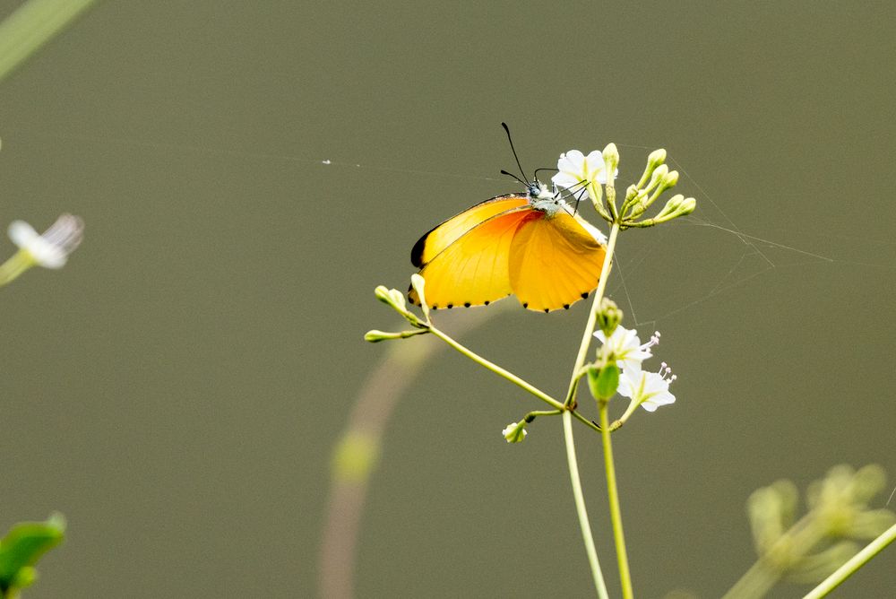 Falscher Punktrandfalter (Belenois thysa)