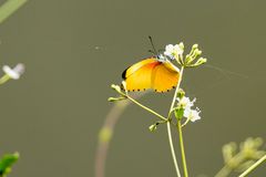 Falscher Punktrandfalter (Belenois thysa)