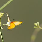 Falscher Punktrandfalter (Belenoise thysa) 2