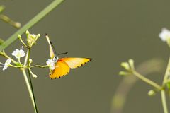 Falscher Punktrandfalter (Belenoise thysa) 2