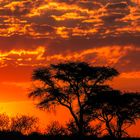 Falscher Regenschirmdornbaum - Acadia luederitzii im Sonnenuntergang