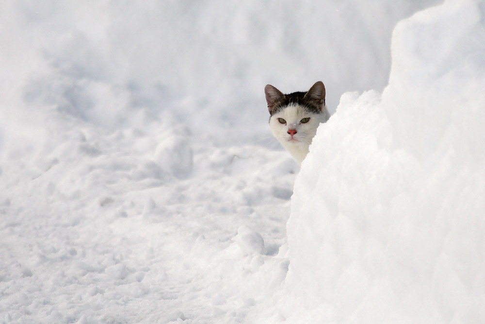 Falscher Schnee-Hase