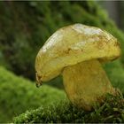 Falscher Schwefelröhrling (Boletus junquilleus)