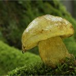 Falscher Schwefelröhrling (Boletus junquilleus)