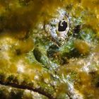 Falscher Steinfisch - Scorpaenopsis diabolus