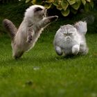 Falscher Weg, Gizmo....dahin!!!