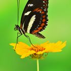 falscher Zebrafalter - Heliconius atthis #2