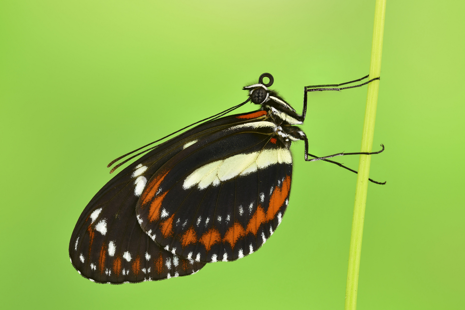 falscher Zebrafalter - Heliconius atthis 