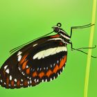 falscher Zebrafalter - Heliconius atthis 