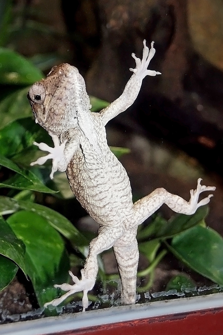 falsches Camäleon, Zoo Dresden