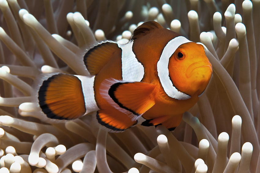 False clown Anemonefish (Clownfish) - Amphiprion ocellaris - Orange-Ringel Anemonenfisch (Clownfisch