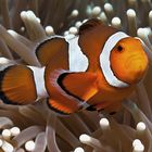 False clown Anemonefish (Clownfish) - Amphiprion ocellaris - Orange-Ringel Anemonenfisch (Clownfisch
