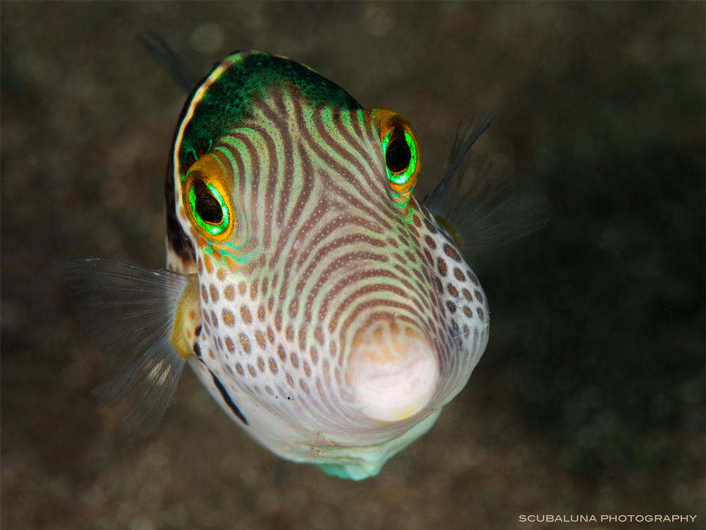 False Puffer (Paraluterus prionurus)