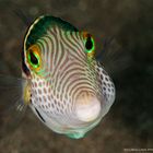 False Puffer (Paraluterus prionurus)