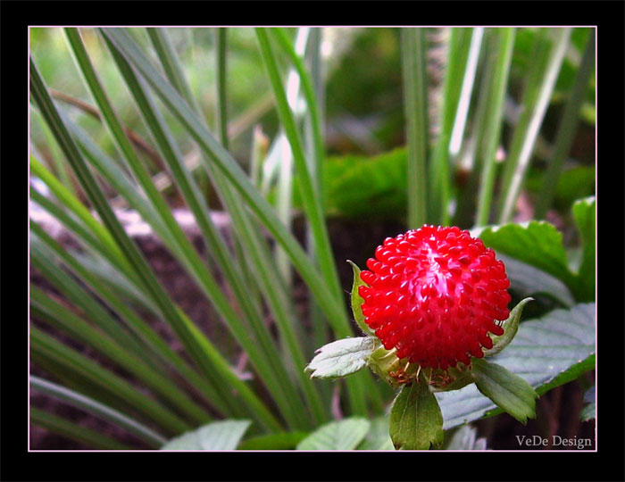 False strawberry