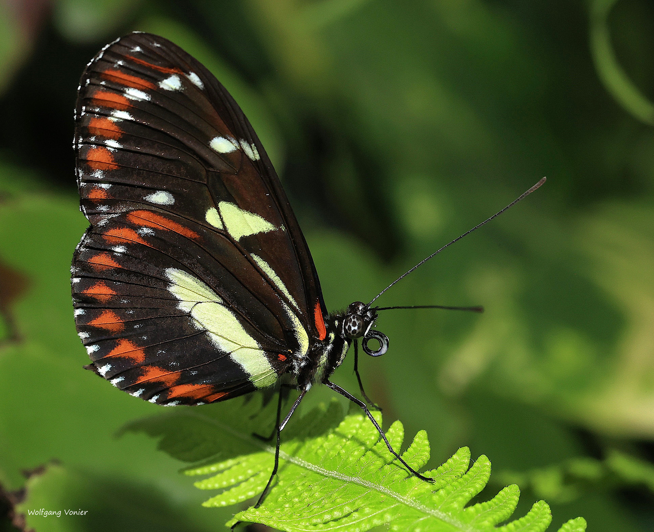 False Zebra Longwin Heliconius atthis