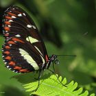 False Zebra Longwin Heliconius atthis