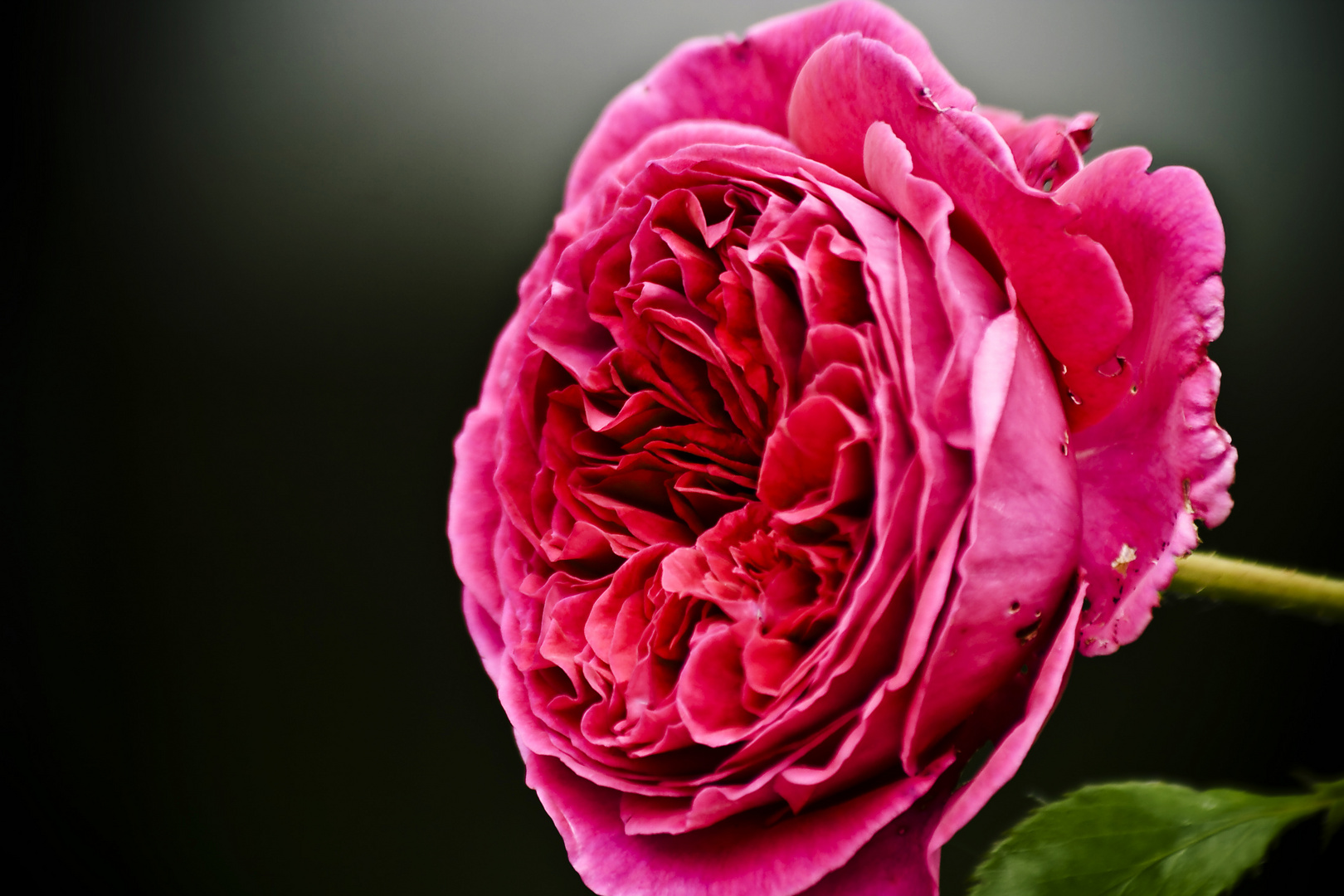 Falstaff Rose