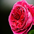 Falstaff Rose