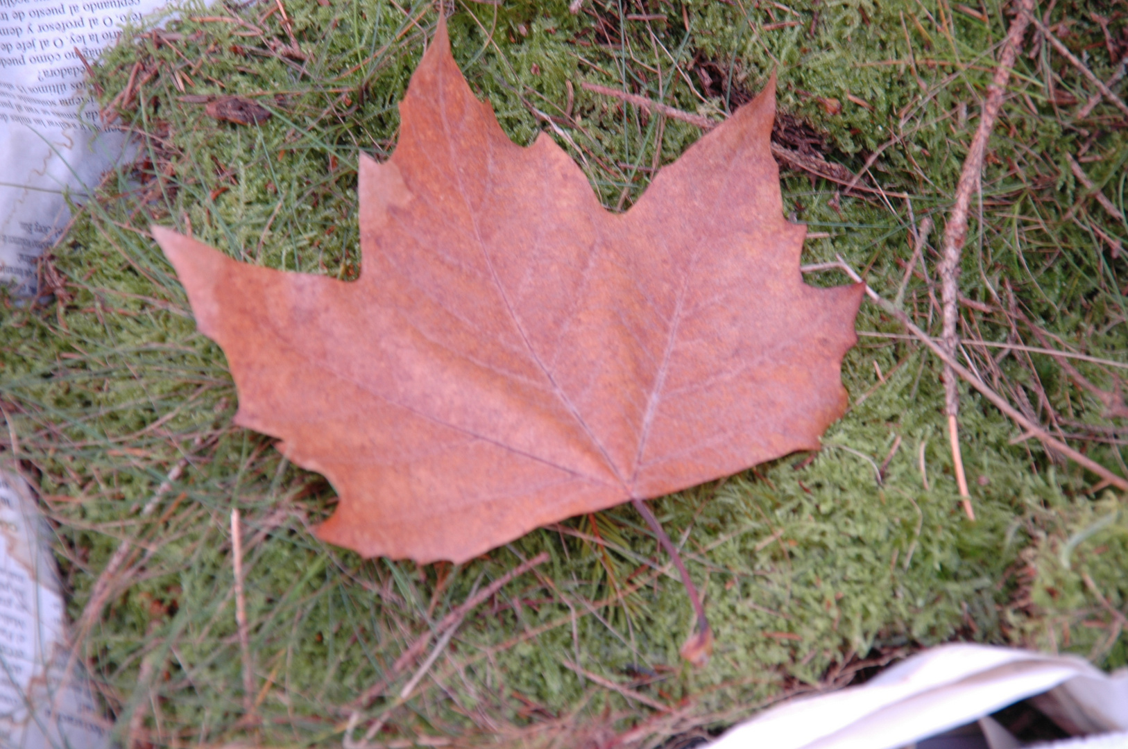 FALTA POCO PARA EL OTOÑO