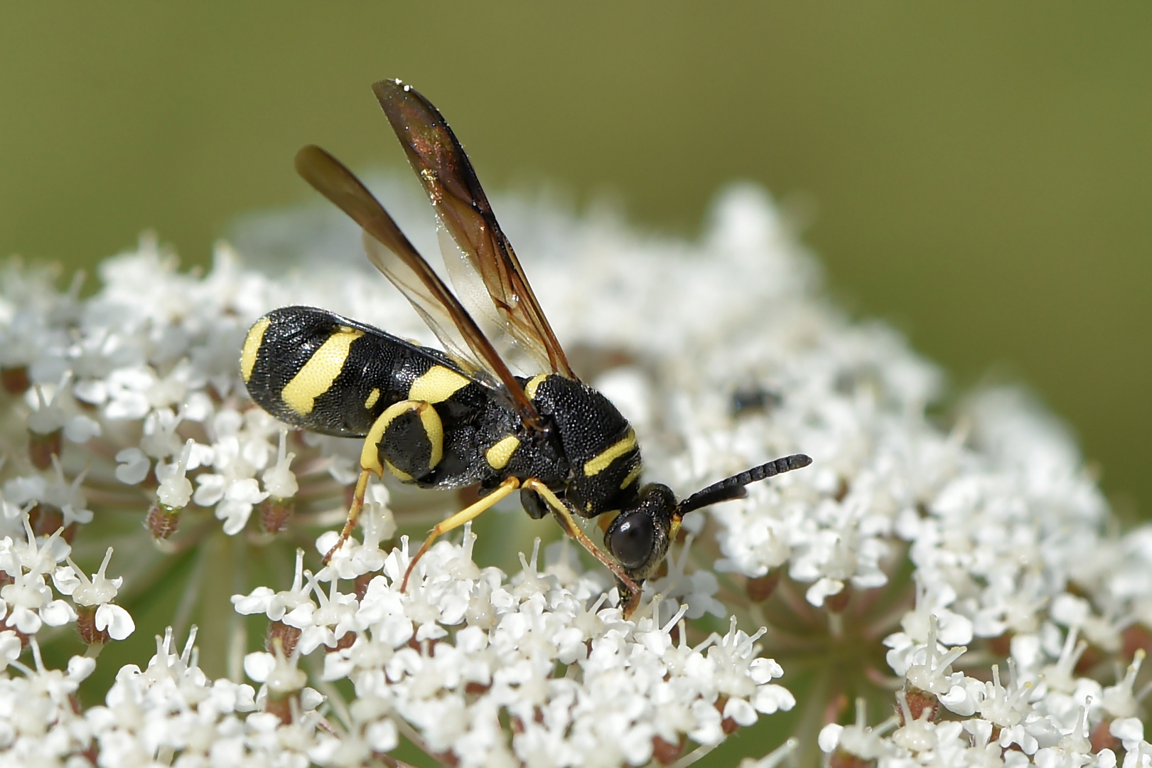 Falten - Erzwespe, Leucopsis dorsigera