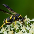 Falten-Erzwespe  (Leucospididae)