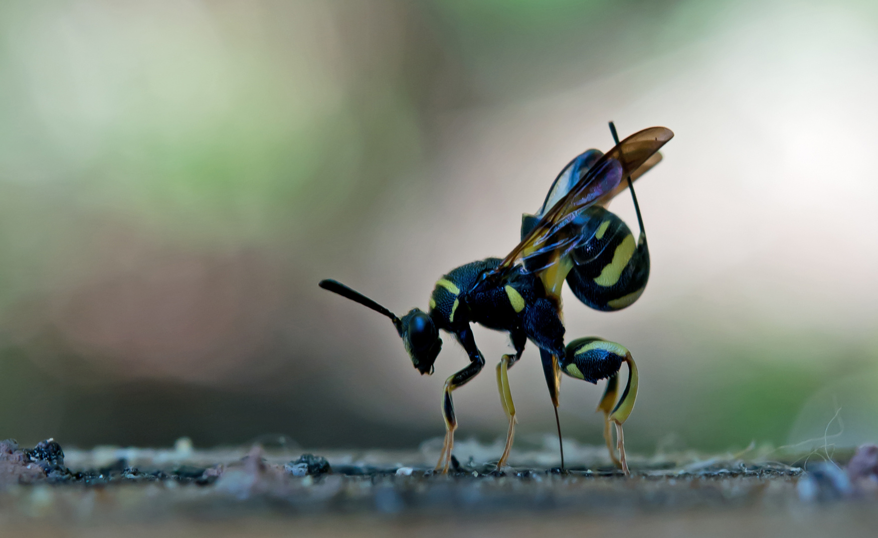 Falten-Erzwespe (Leucospis dorsigera)