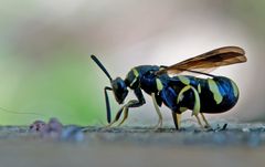 Falten-Erzwespe (Leucospis dorsigera)