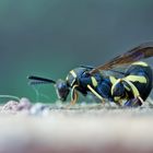 Falten-Erzwespe (Leucospis dorsigera)