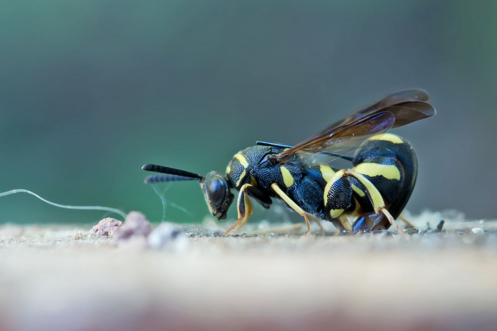 Falten-Erzwespe (Leucospis dorsigera)