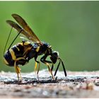 Falten-Erzwespe (Leucospis dorsigera)