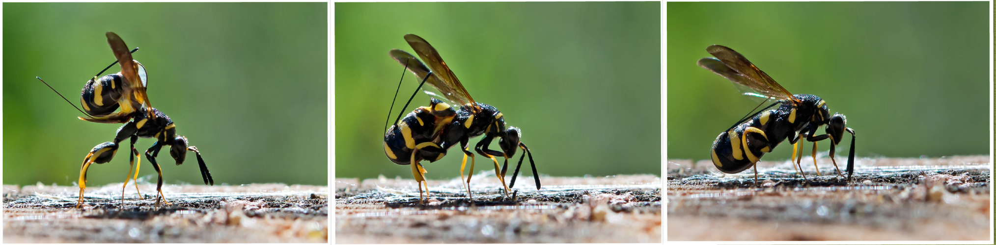 Falten-Erzwespe (Leucospis dorsigera)