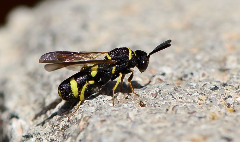 Falten-Erzwespe (Leucospis dorsigera - Leucospididae)