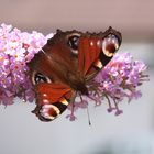 Falten in jungen Jahren