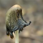 Falten-Tintling (Coprinopsis atramentaria)