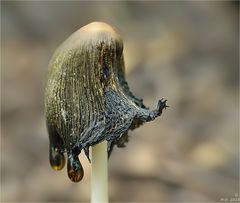 Falten-Tintling (Coprinopsis atramentaria)