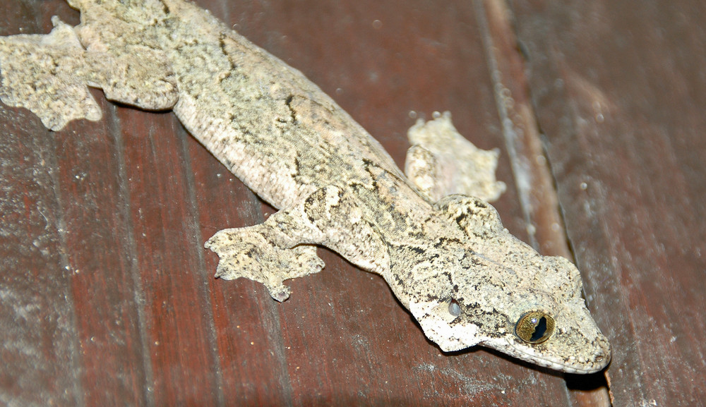 Faltengecko auf Perhentian