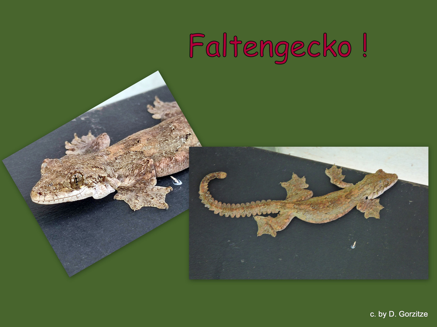 Faltengecko (ptychozoon lionotum)