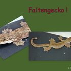 Faltengecko (ptychozoon lionotum)