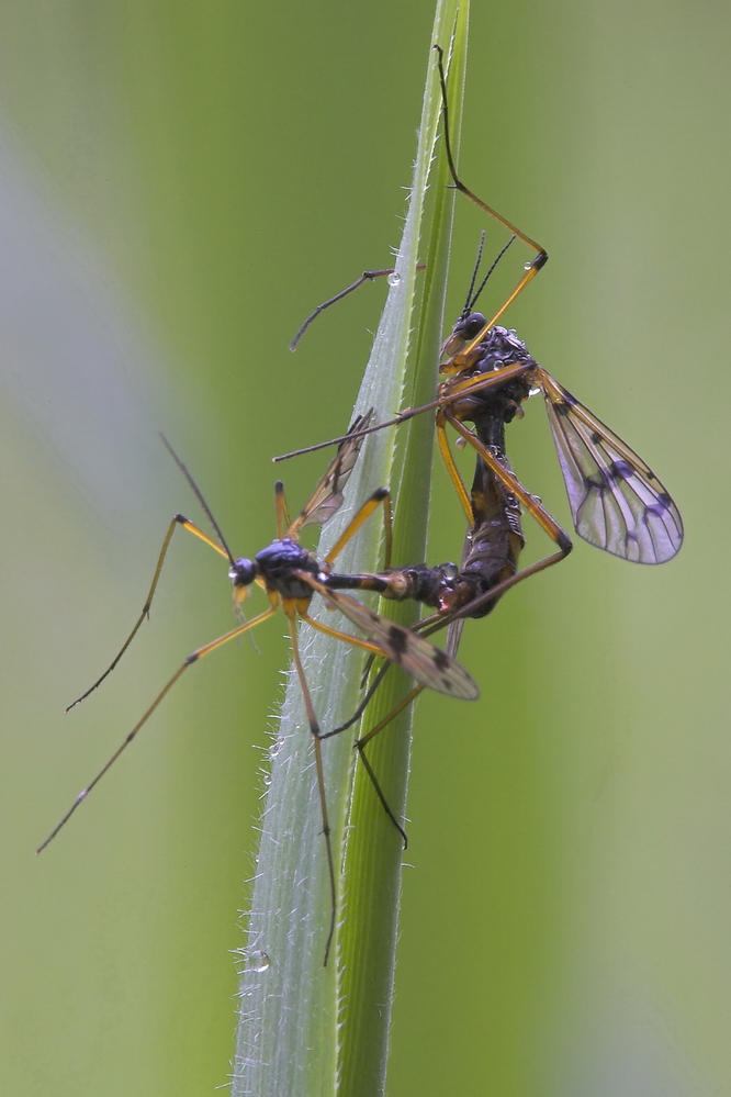 Faltenmücken bei der Paarung