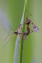 Faltenmücken bei der Paarung