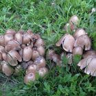 Faltentintling (Coprinus atramentarius)