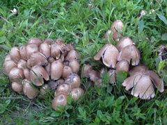 Faltentintling (Coprinus atramentarius)