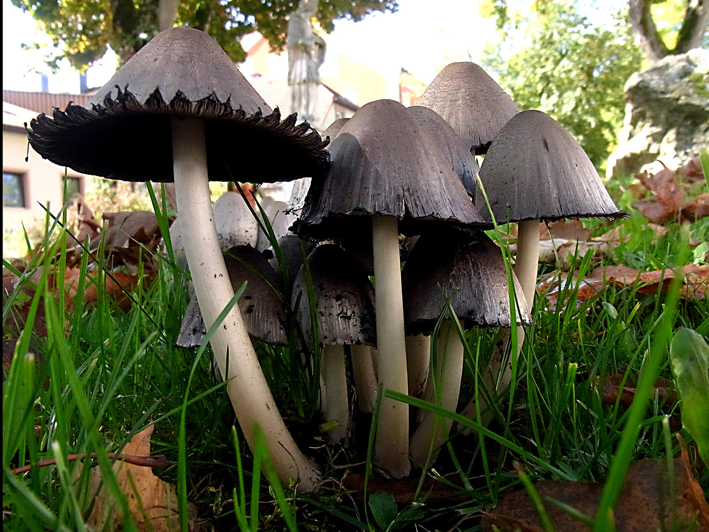 Faltentintling (Coprinus atramentarius)