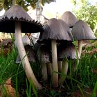 Faltentintling (Coprinus atramentarius)