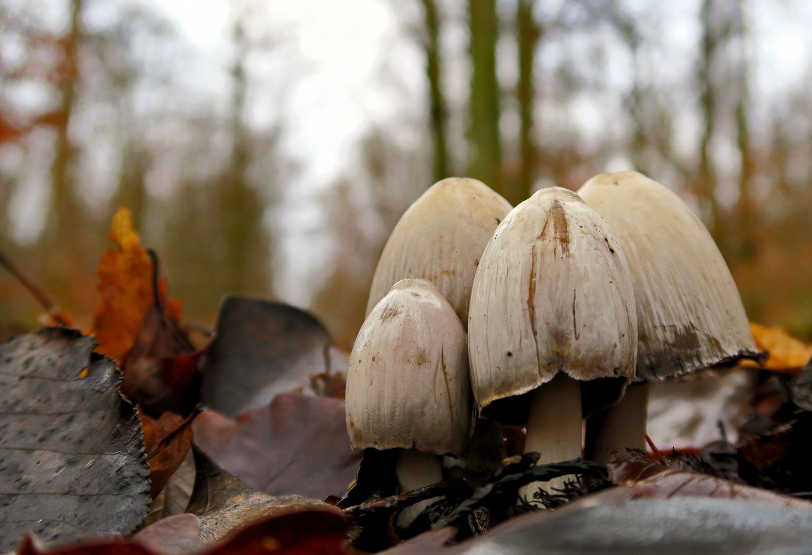 Faltentintlinge im winterlichen Wald