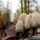 Faltentintlinge im winterlichen Wald