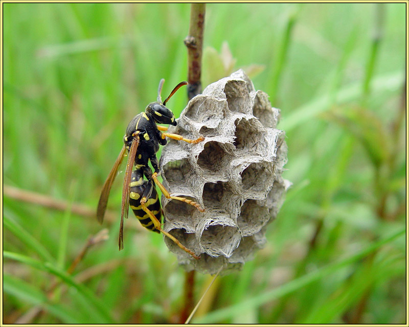 Faltenwespe mit Nest